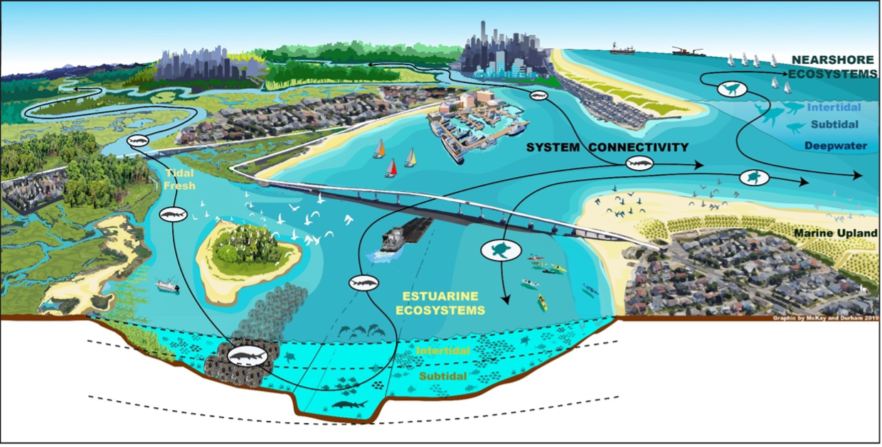 Conceptual model of the New York Bight ecosystem designed for ecosystem management and restoration projects in the estuary (Durham and McKay).
