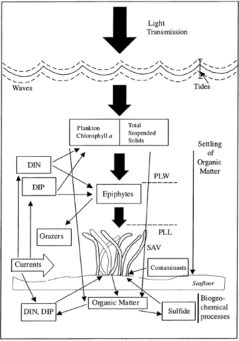 Conceptual model of submerged aquatic vegetation in Chesapeake Bay (Kemp et al. 2004).